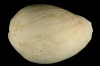 藏品(椰子渦螺)的圖片